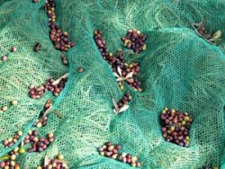 4x7 mt zeytin toplama filesi  seyrek tip - 3