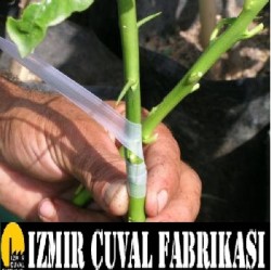 AŞI AĞI (AŞI BANDI) - 1