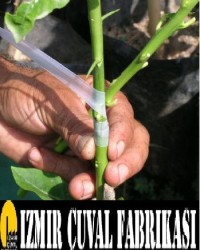 AŞI AĞI (AŞI BANDI) - 4